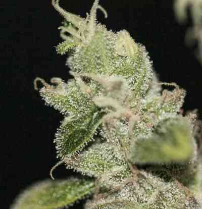 UltraSour > TH Seeds | Feminisierte Hanfsamen  |  Indica